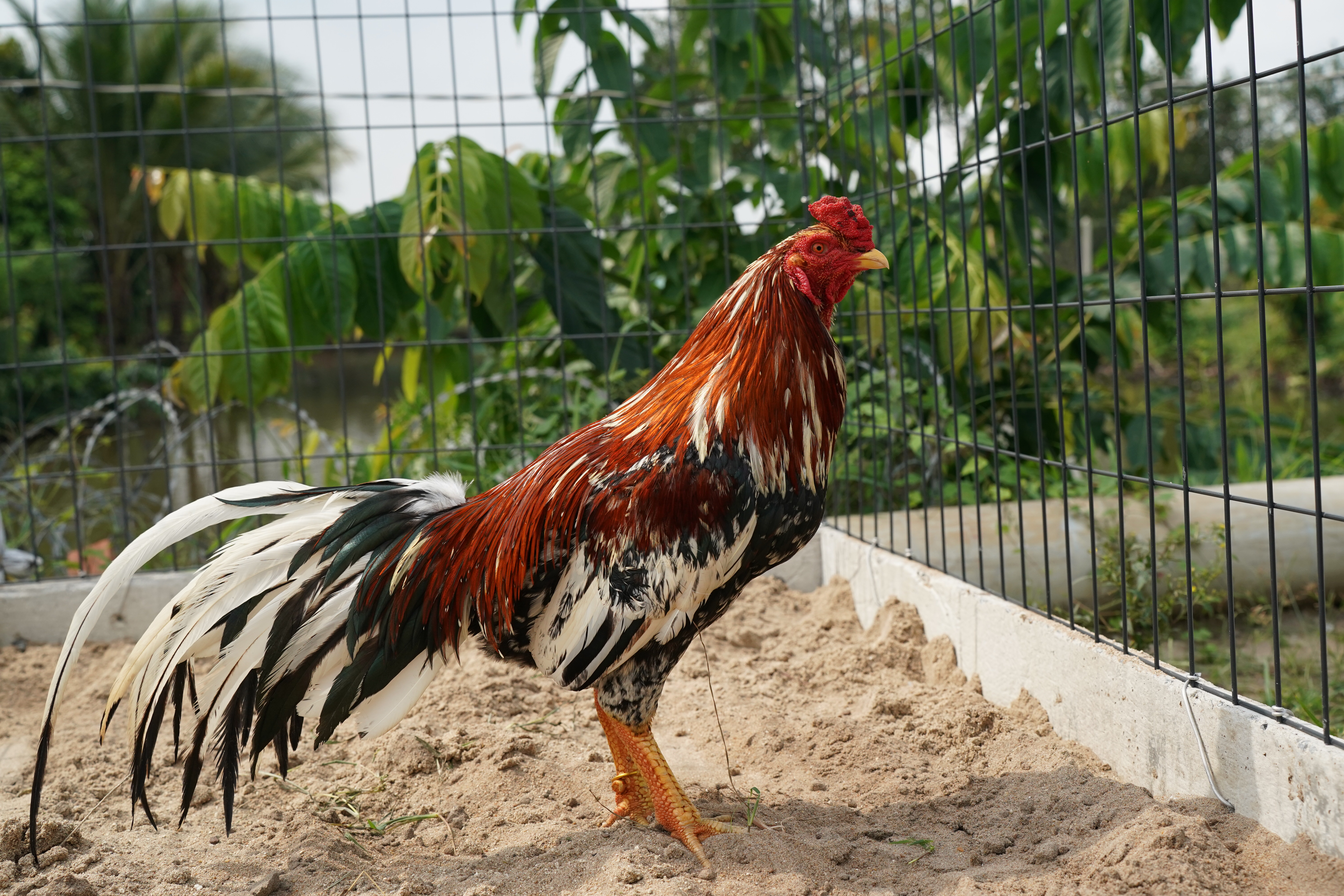 ĐIỀU BÔNG