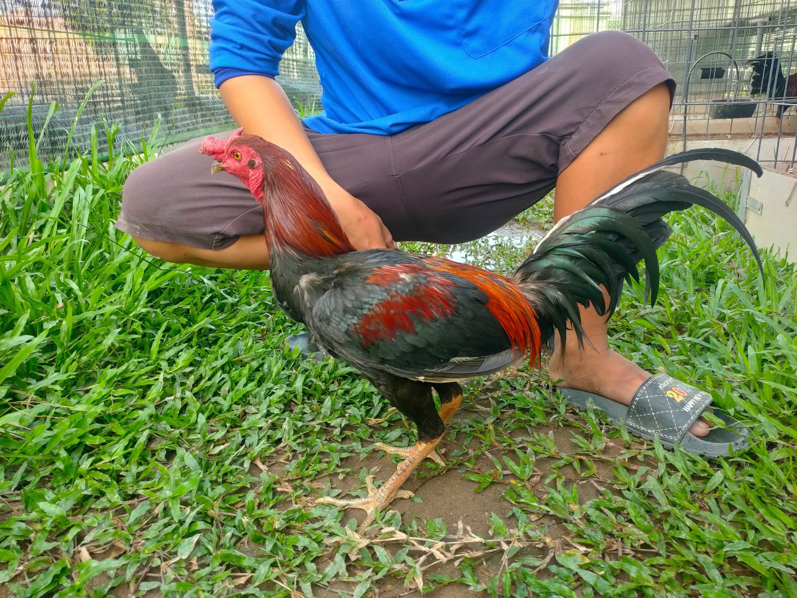 Peru 1